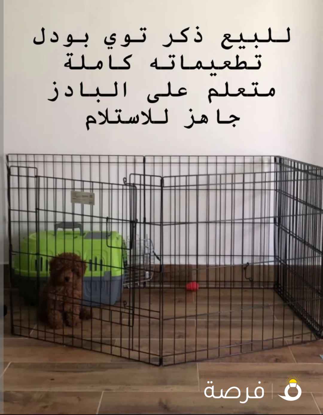 Toy poodle توي بودل