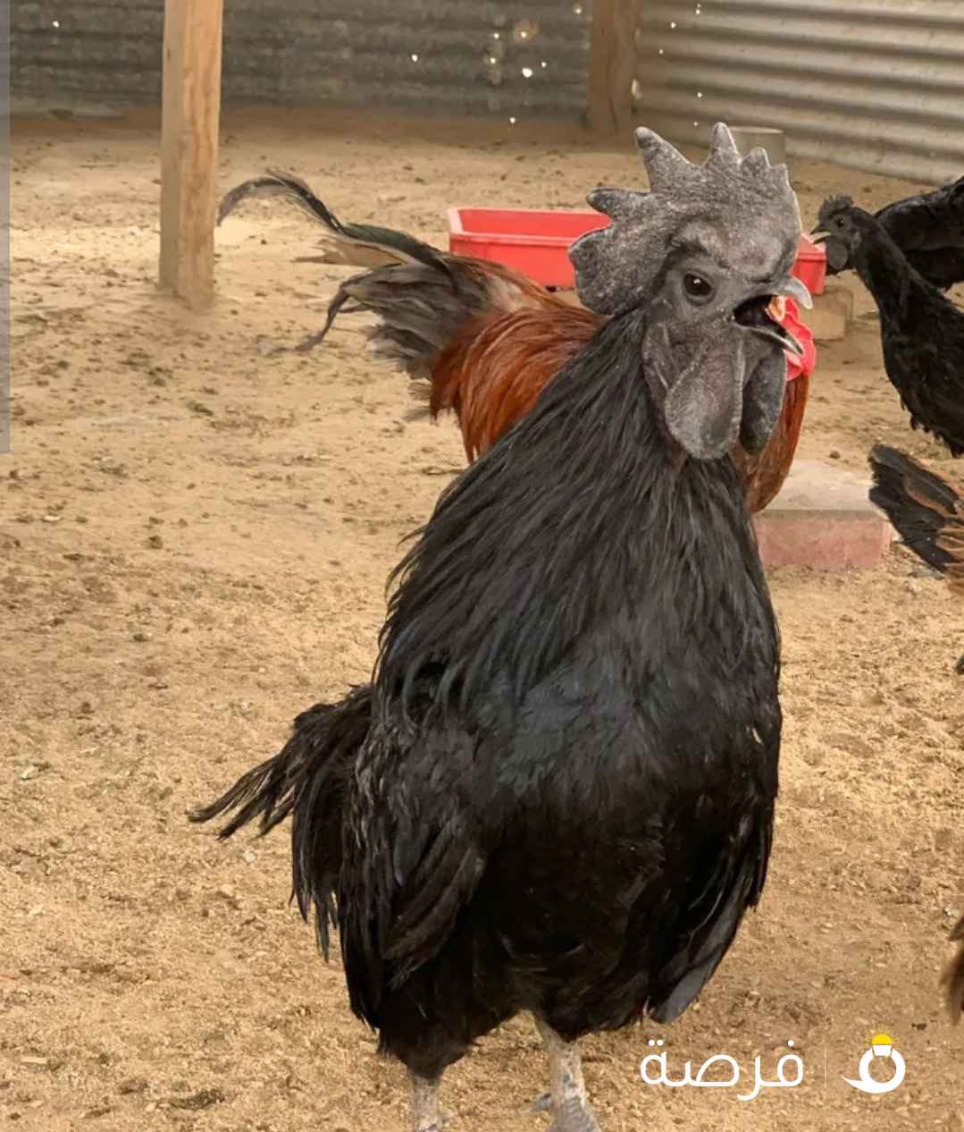 للبيع مجموعه سيماني دم صاافي