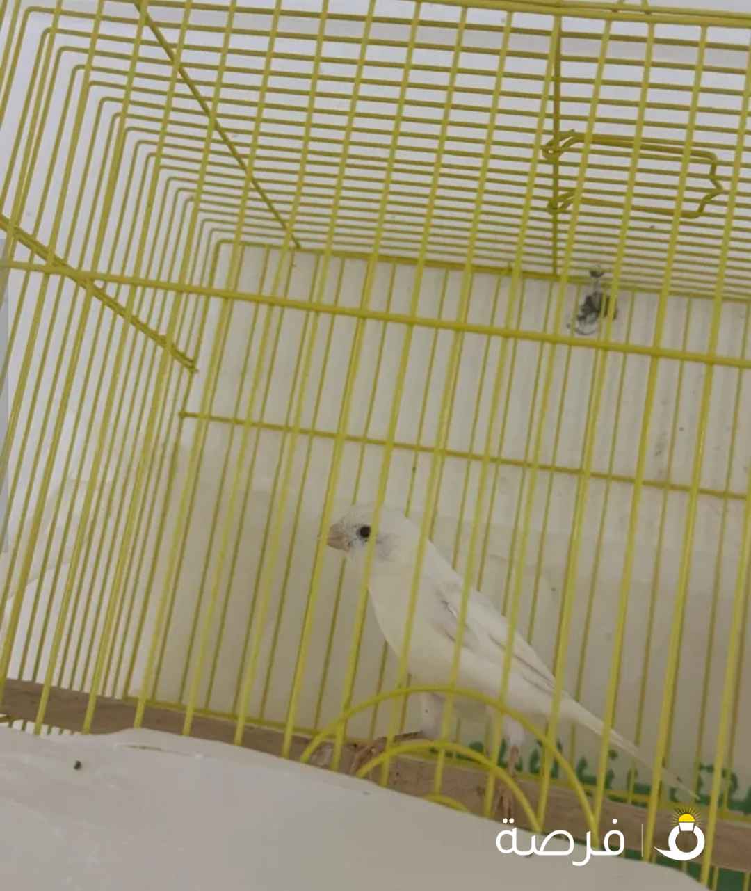 ذكر كناري ابيض ايراني تغريد ازعاج