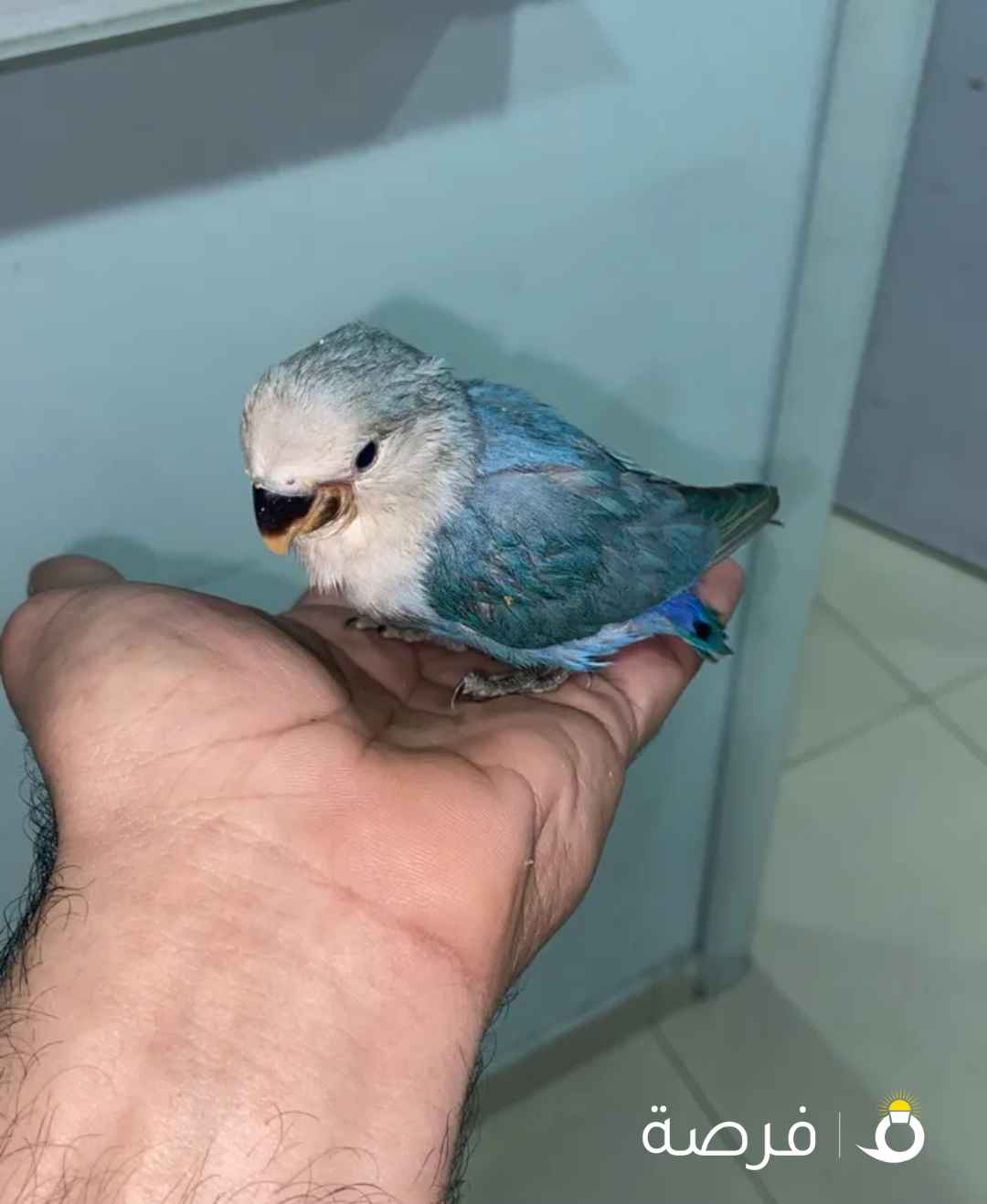 طير لوف بيرد