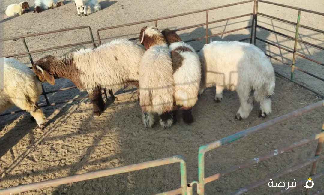 للبيع ذبائح أبويوسف