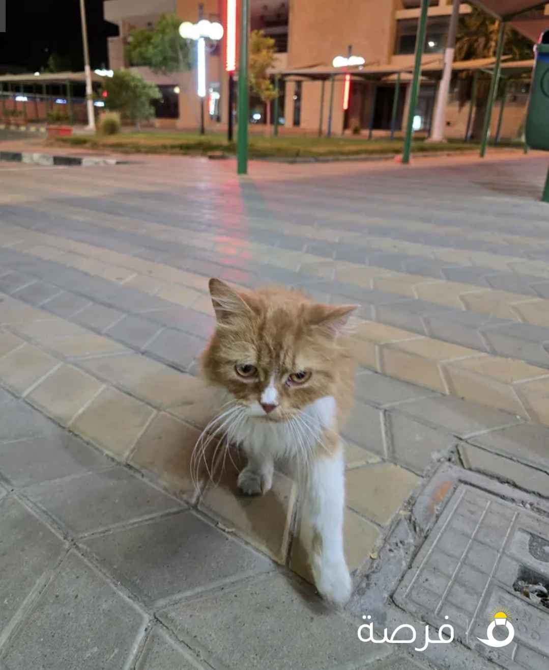 قطوه للتبني والرعاية في منطقه بو حليفة