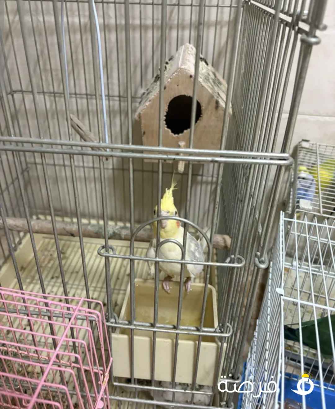 طيور للبيع