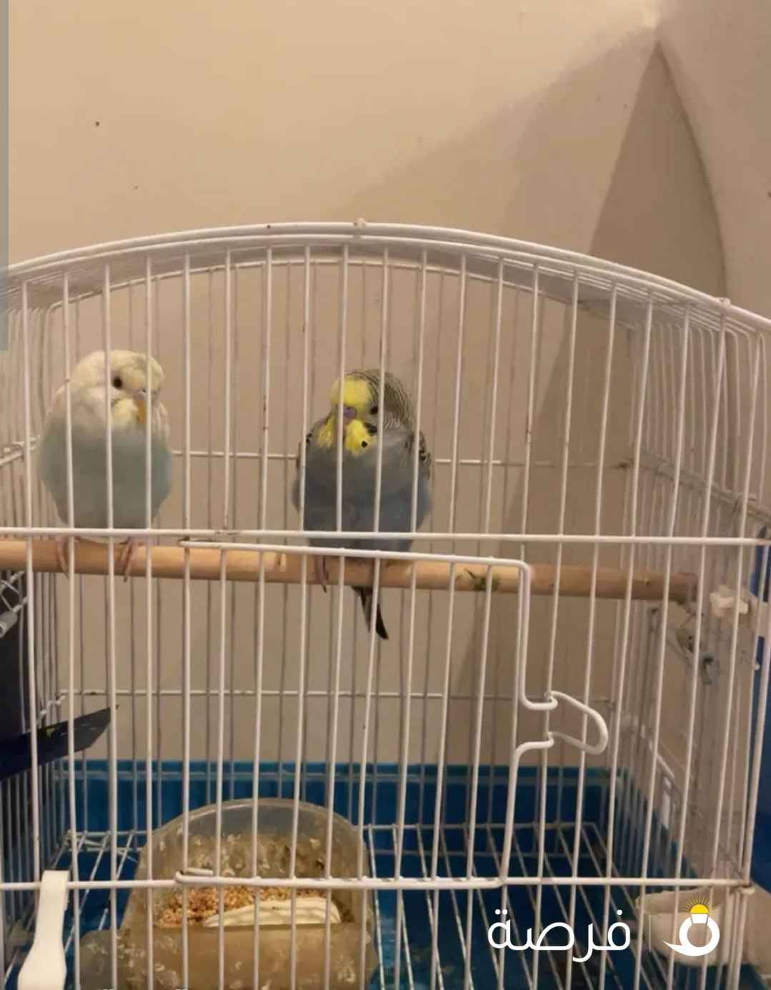 عصافير حب طيبات بدون القفاص