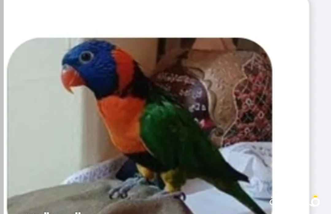 ببغاء لوري