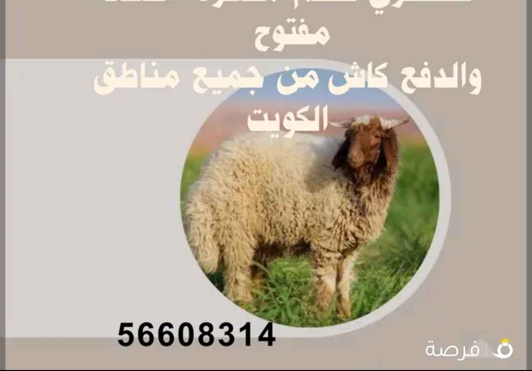 نشتري غنم ومعزا العدد مفتوح ودفع كاش