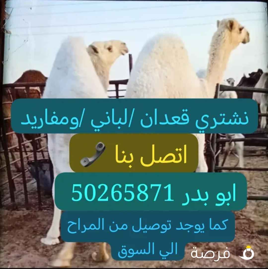 نشتري القعدان المحلية والمستورده