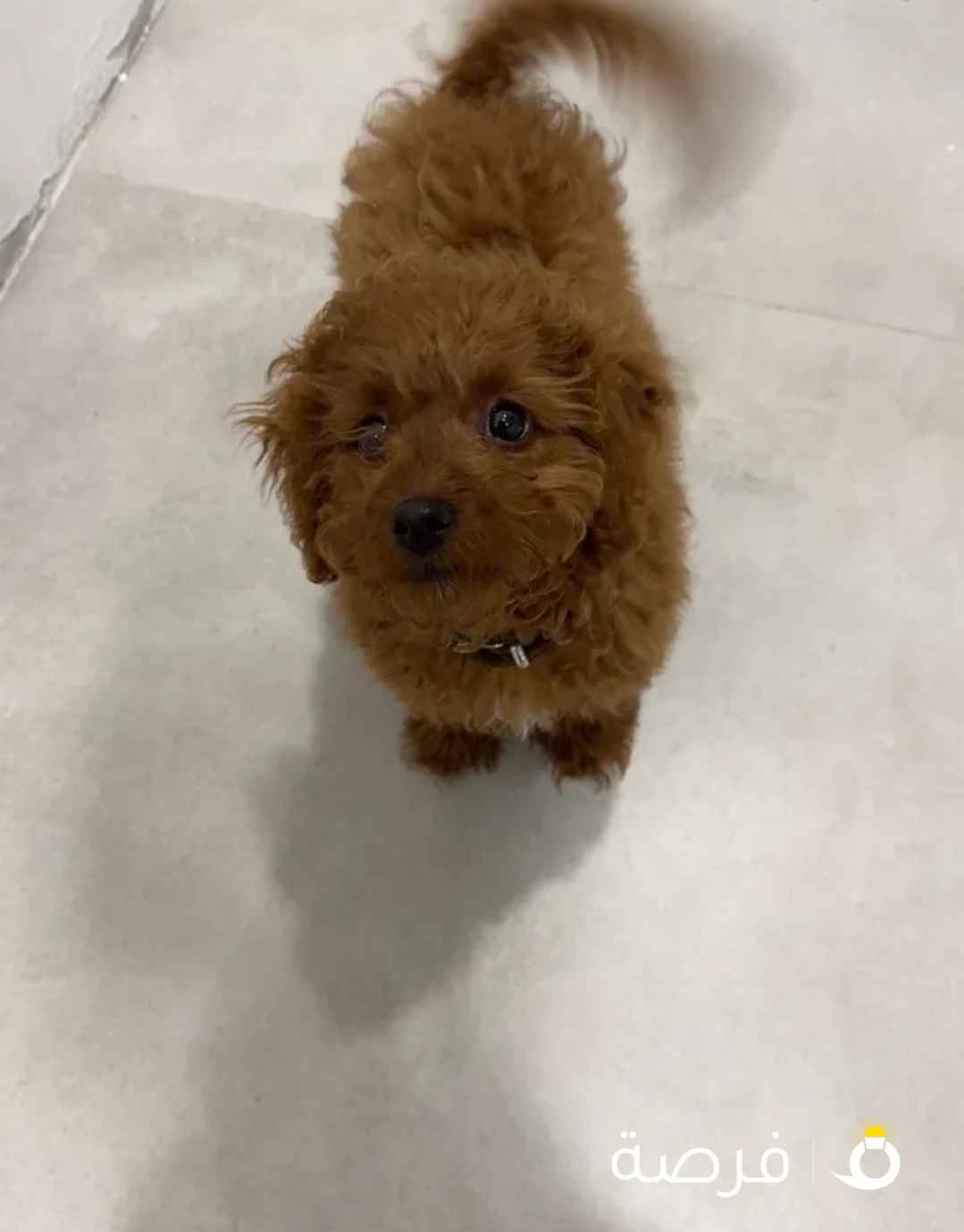 A female dog Luna Vaccinated for sale 250kd Fnaitaise