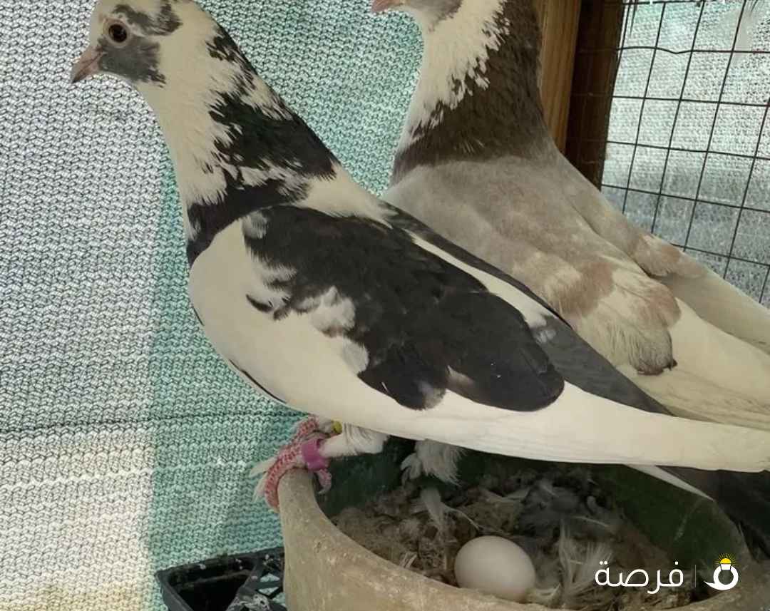 زوج حمام وقواق