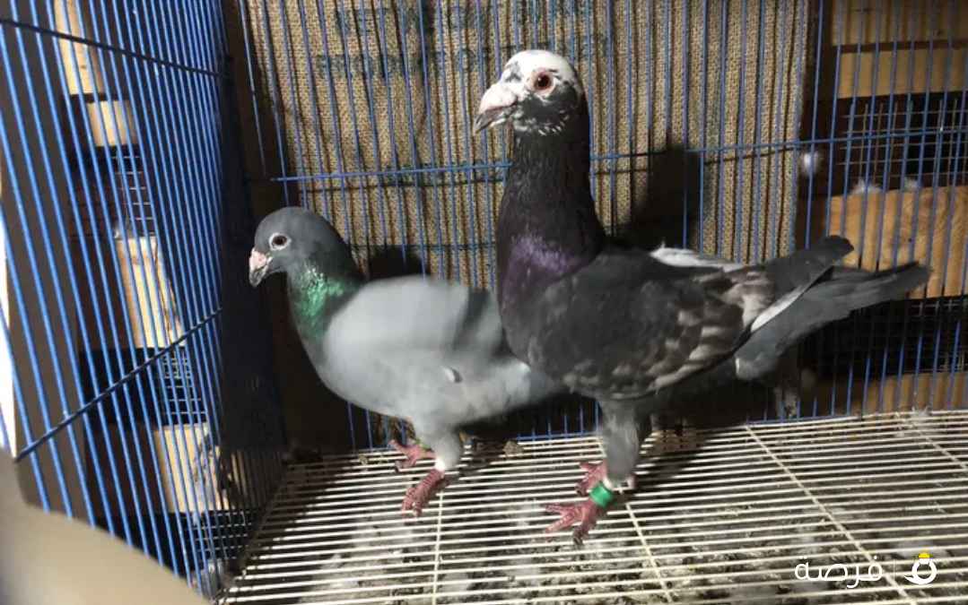 حمام للبيع