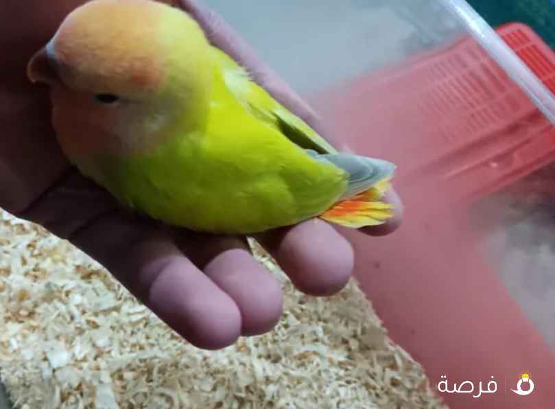 فروخ لوفبيرد نهاية عس ربوة قوية