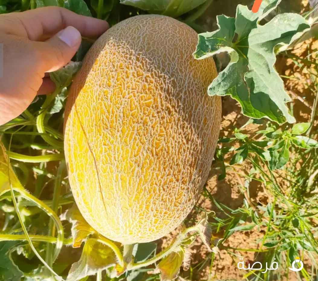 لؤلؤة حائل للمواد الغذائية