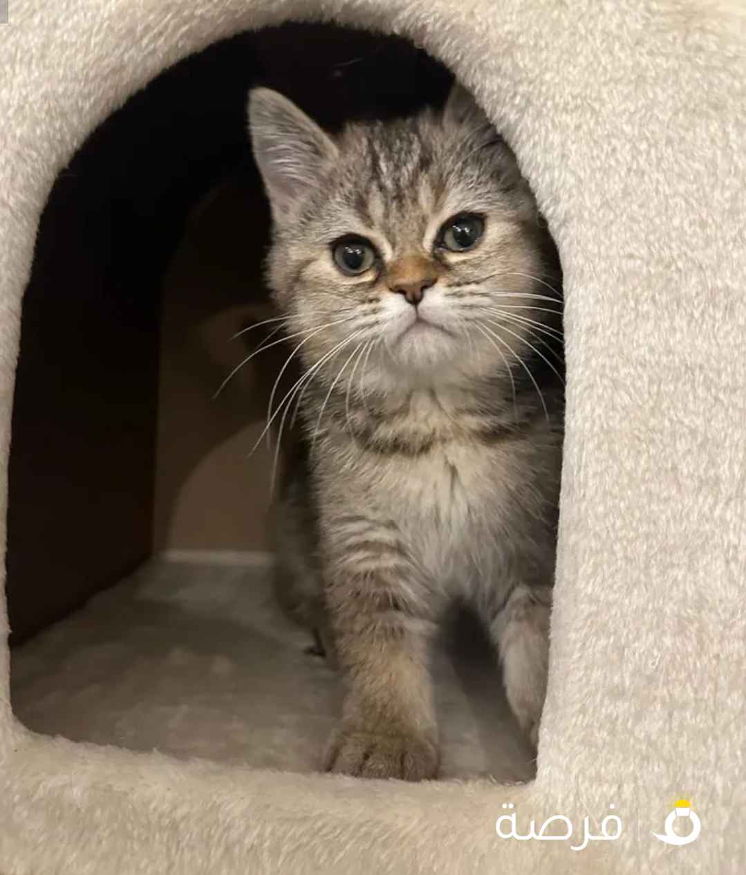 قطط للبيع العمر ثلاث اشهر الأب شيرازي والأم سكوتش ستريت متعلمين على التربوكس لعوبين صحتهم زينه