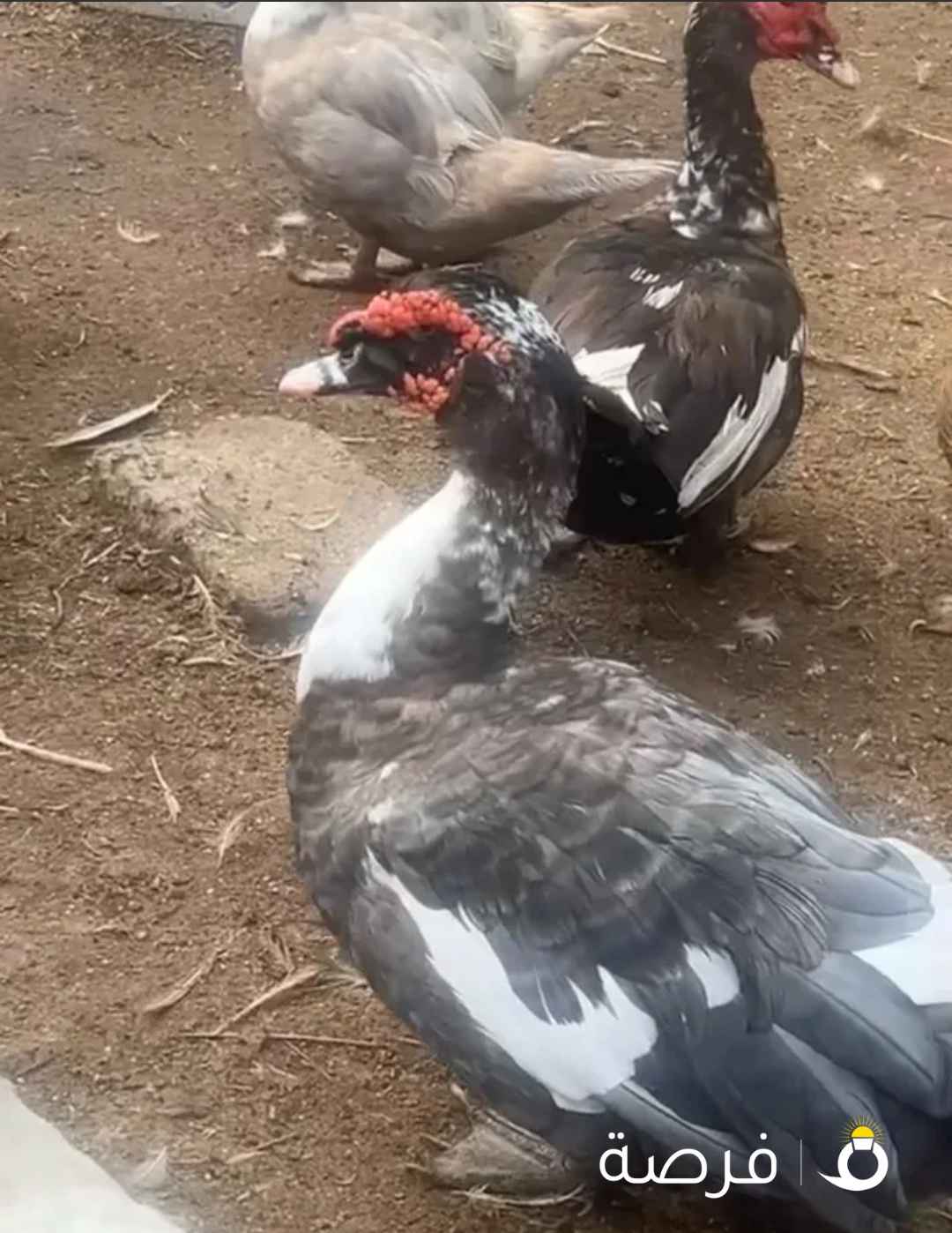 للبيع بط مصري