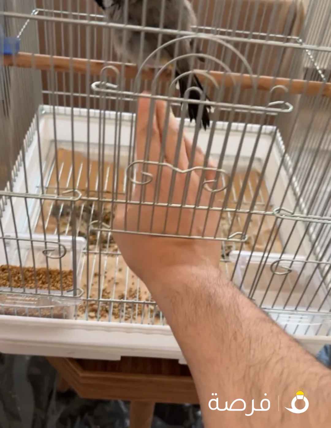 للبيع بلبل ربوه عراقي