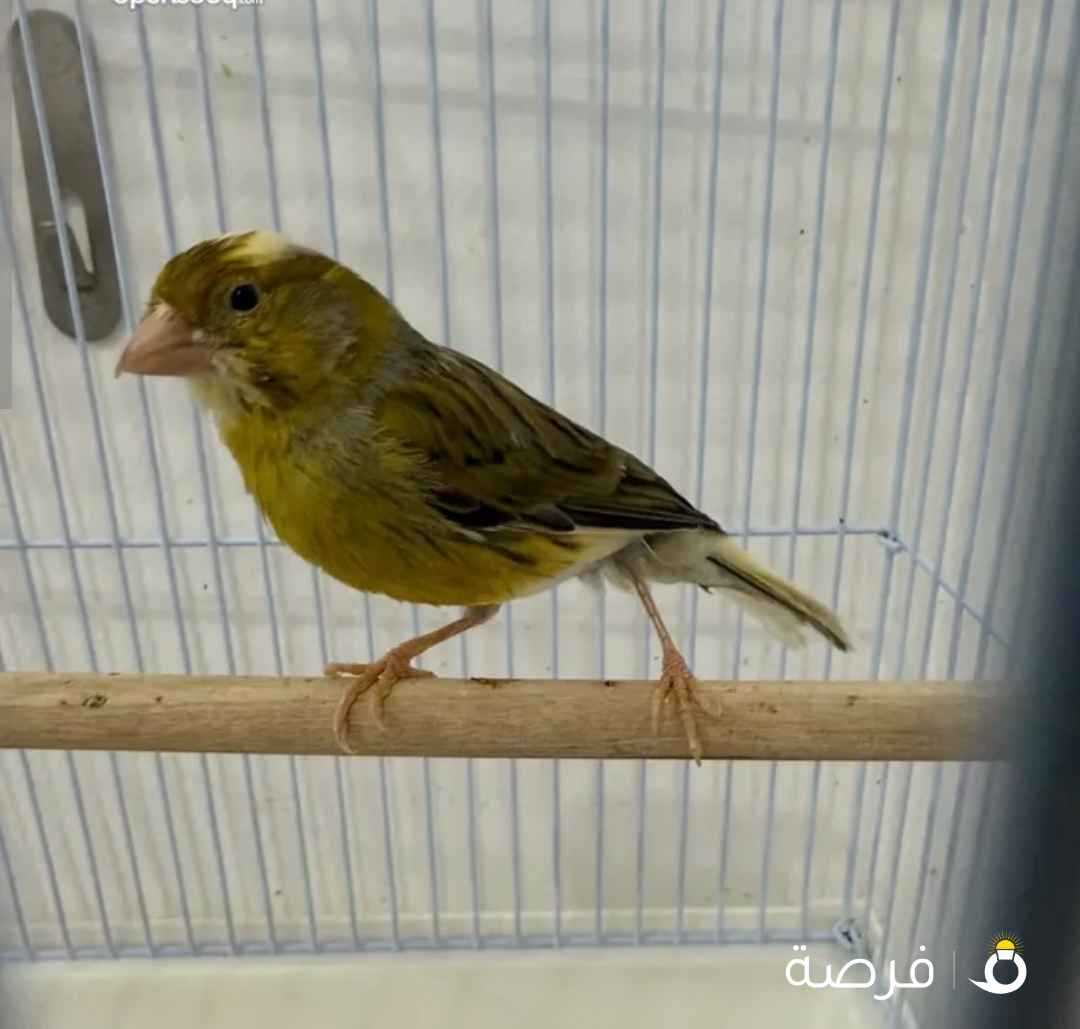 للبيع زوج كناري ايراني مع القفص السعر 20