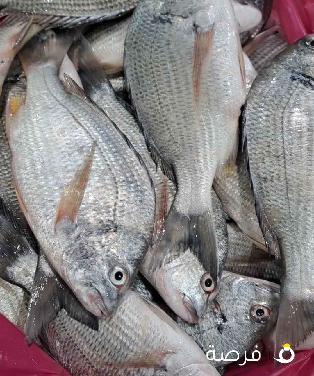 أسماك طازجة يوميا من التجربة الاولي أبوبدر للأسماك الطازجة تنضيف وتوصيل مجاني