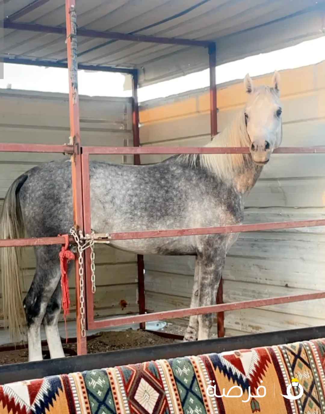 حصان مكس فحل