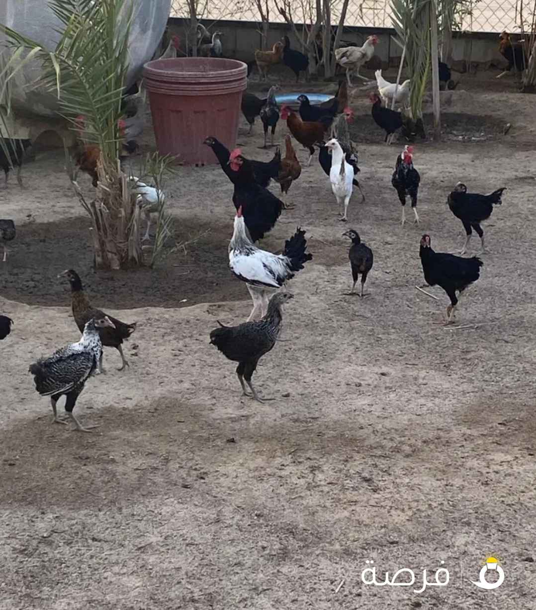 دجاج عربي للبيع اعمار 6 شهور