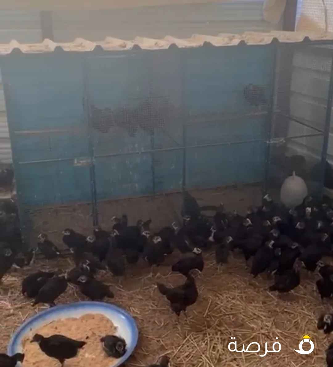 للبيع فروخ دجاج العراقي الجامبو الجرم العود وفوق شهرين العدد 200 حبه