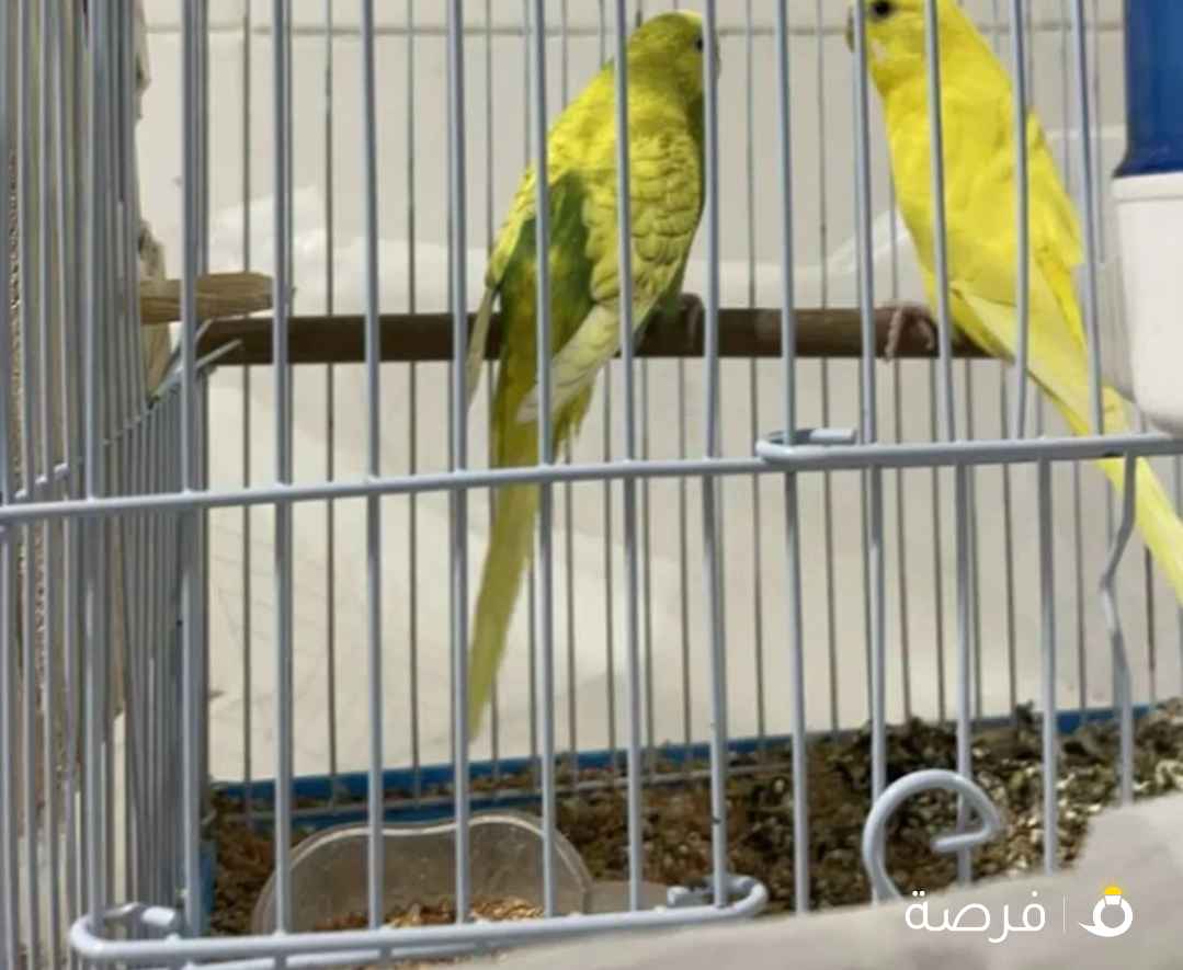 جوز بدجي منتج من قبل