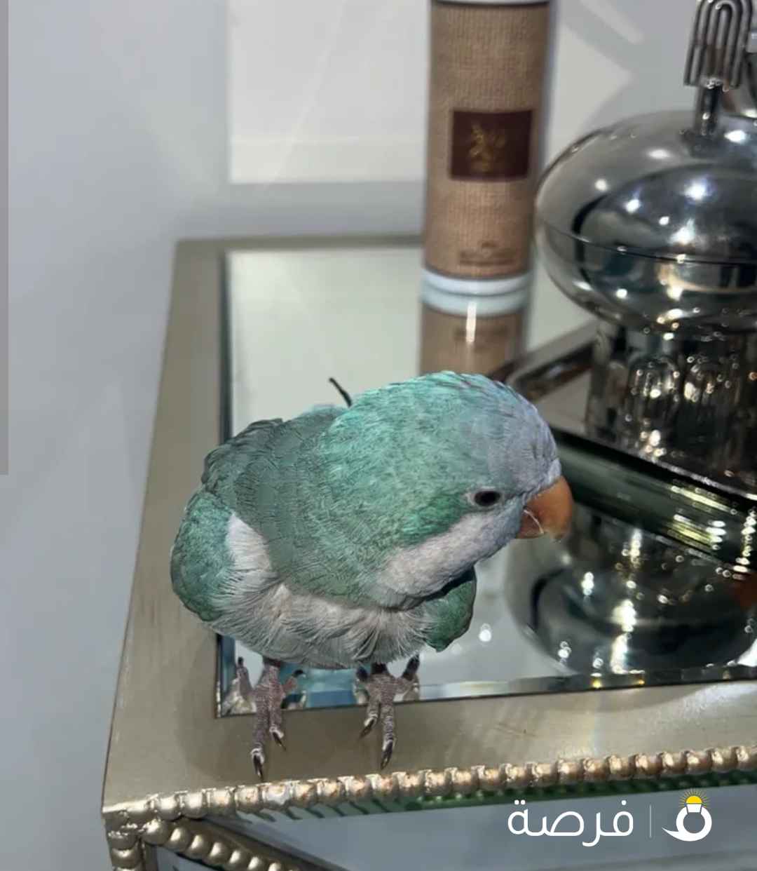 بيعة سريعة طيرين