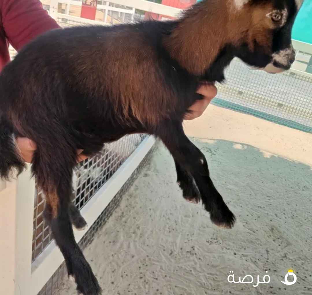 للبيع تيوس الماعز القزم