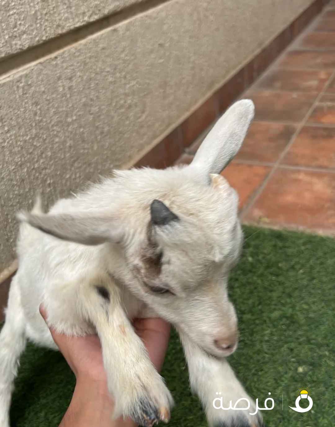 ماعز نيجيري قزم