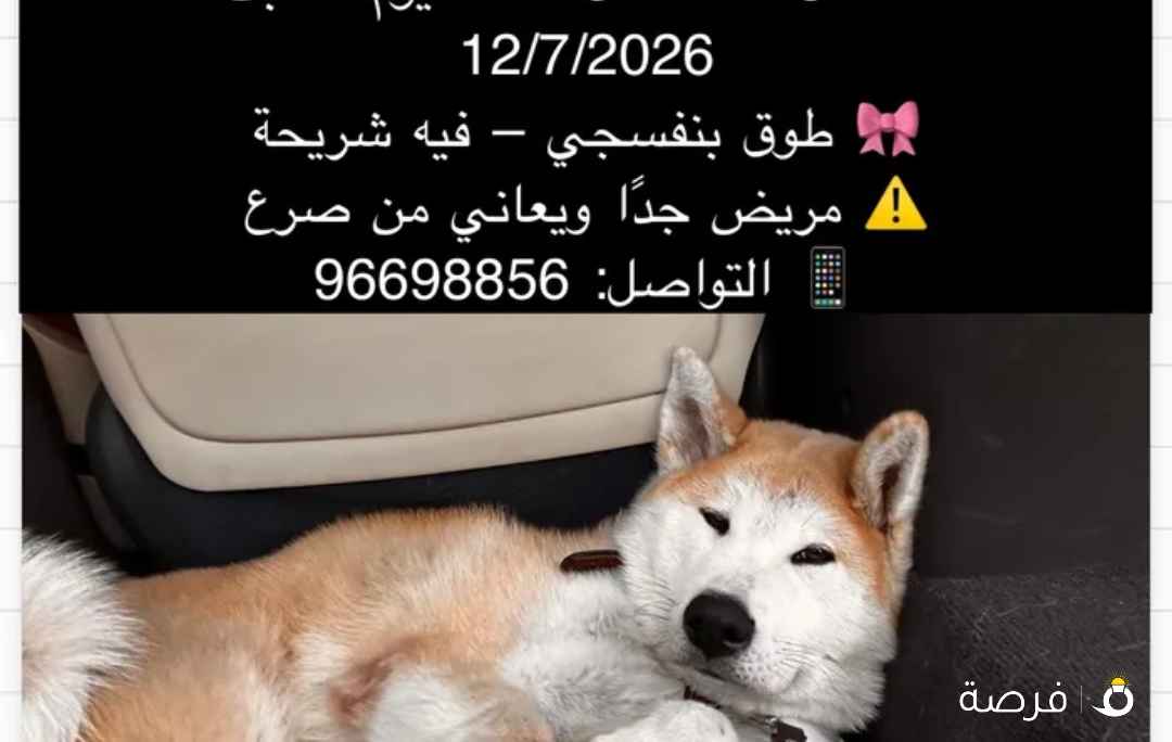 كلب اكيتا مفقود