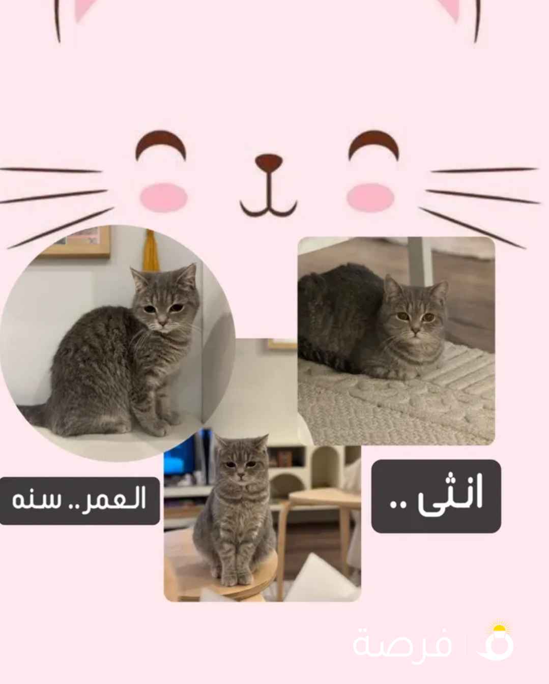 قطط ب10 دنانيير