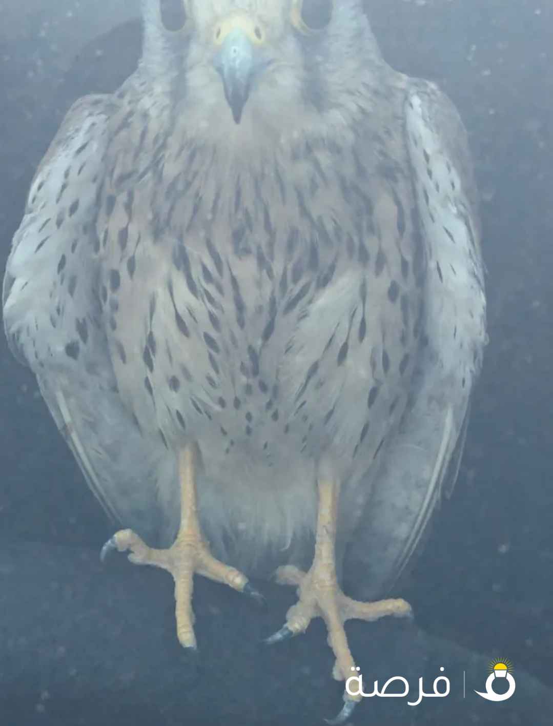 للبيع للبيع