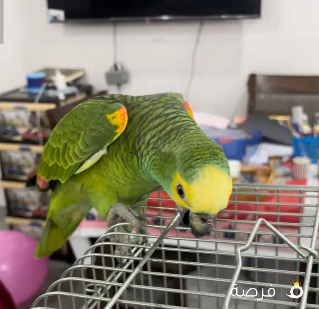 بلو فرنتد امازون