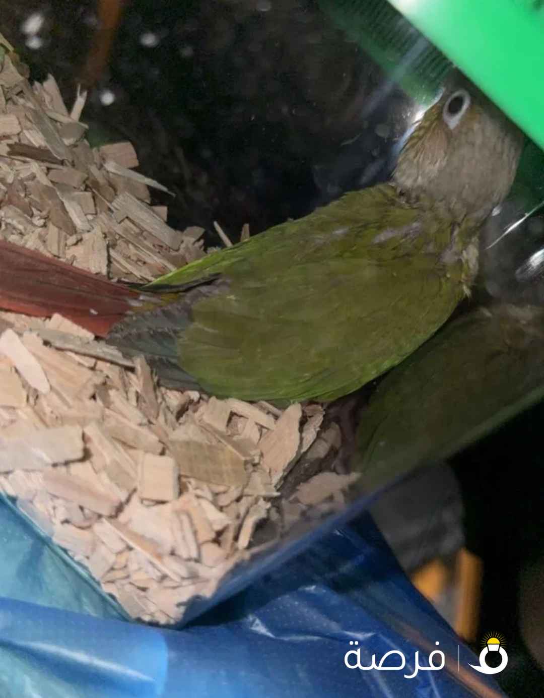 طير كنيور العمر شهرين ياكل ويلعب ويطير لونه اناناس