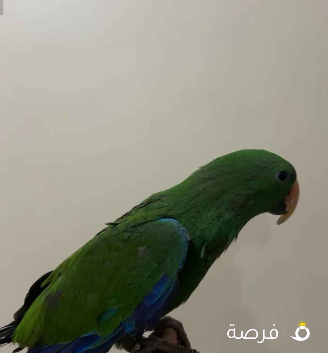 للبيع طير كلكتس