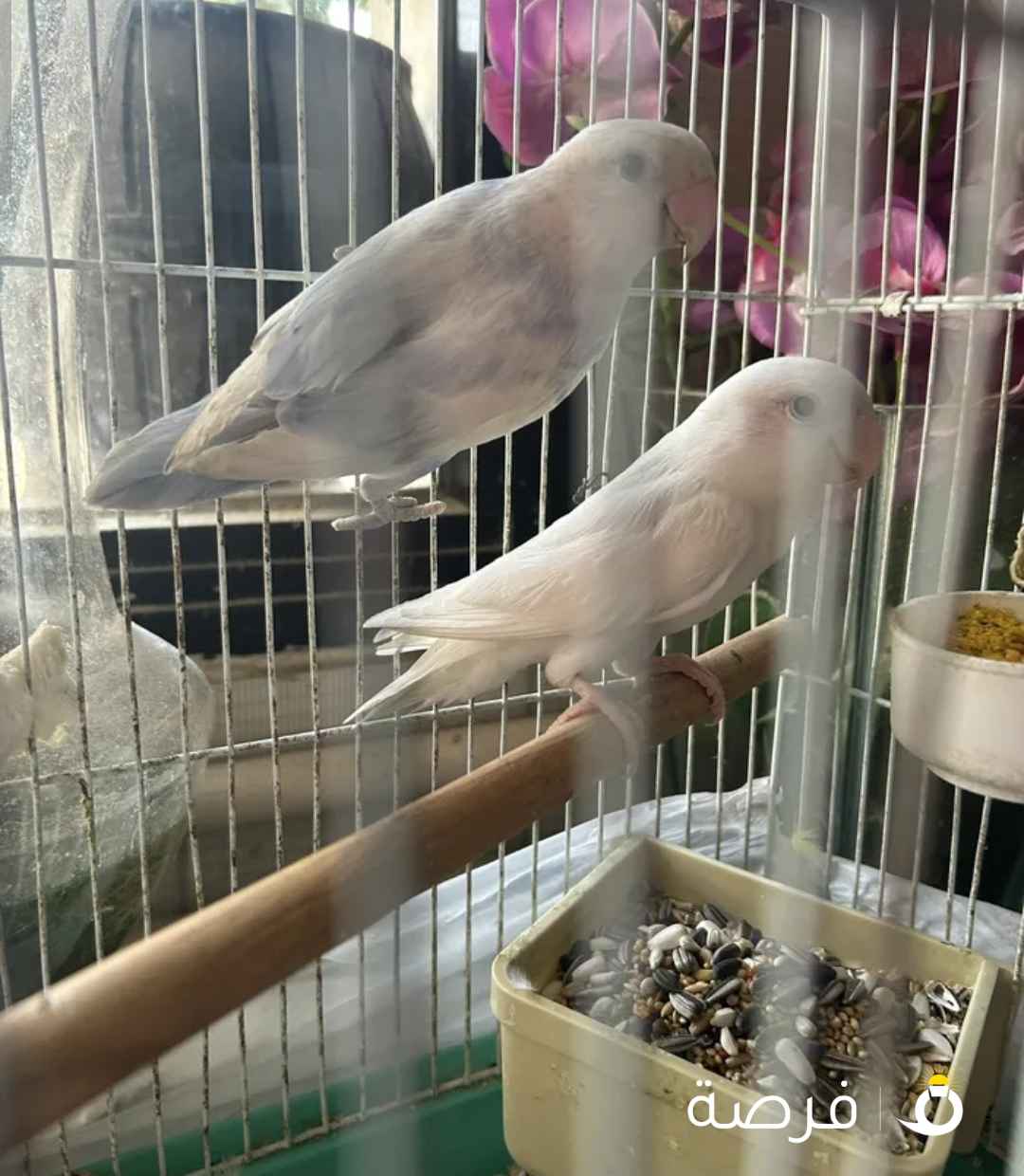 زوج لوفبيرد مونتجين