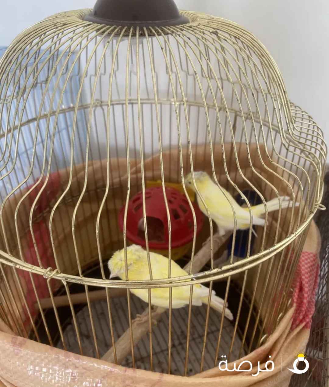 كناري للبيع شرط التغريد