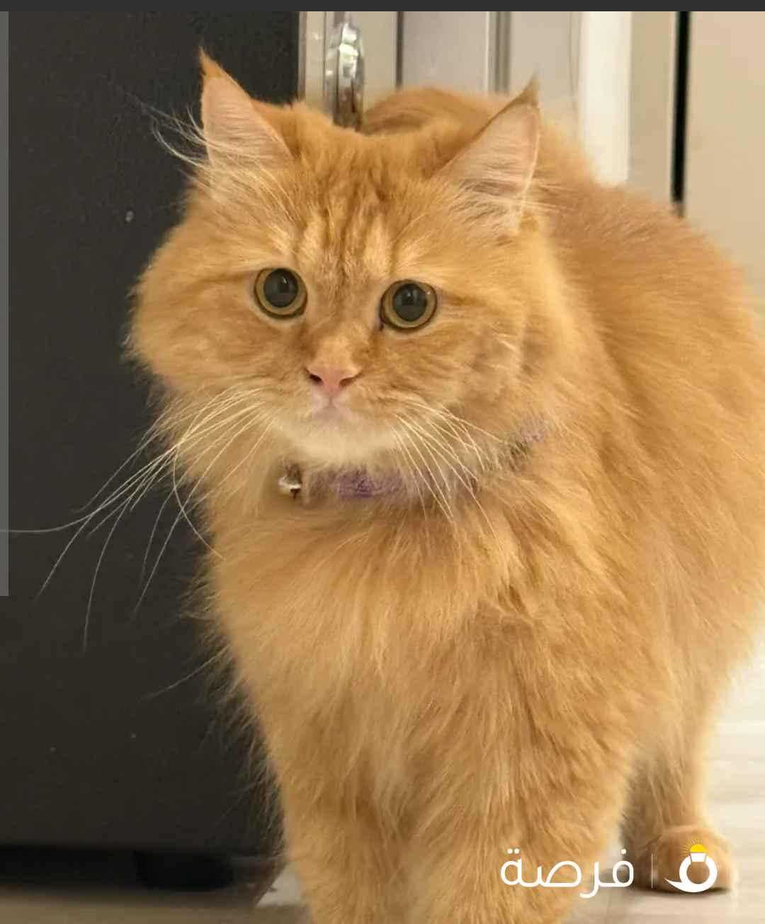 للتبني نثيه مع كامل مرفقاته