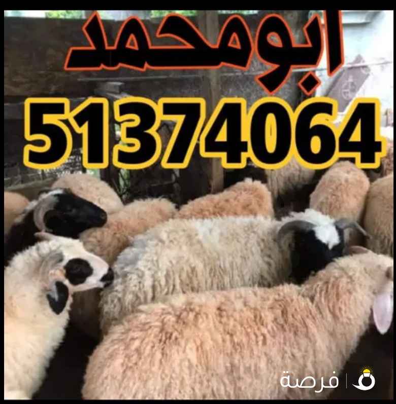 قصاب قصاب قصاب قصاب