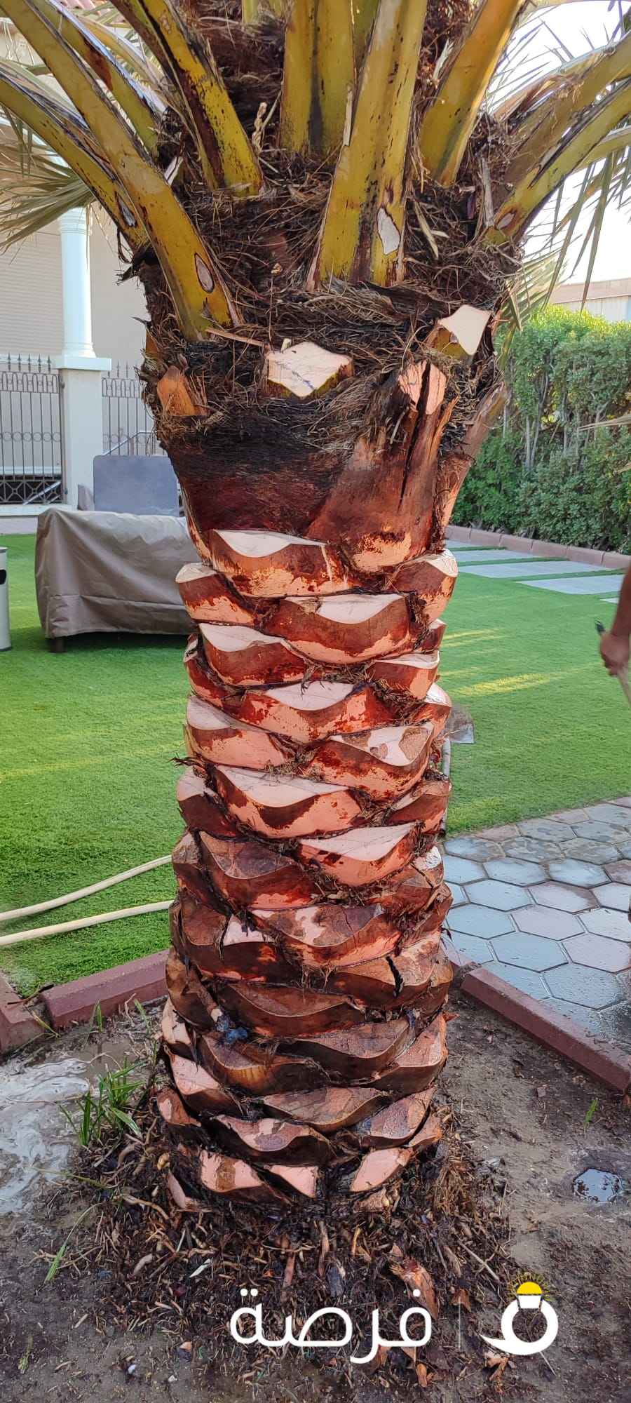 اهوازي للنخيل تكريب والعنايه في الحدائق