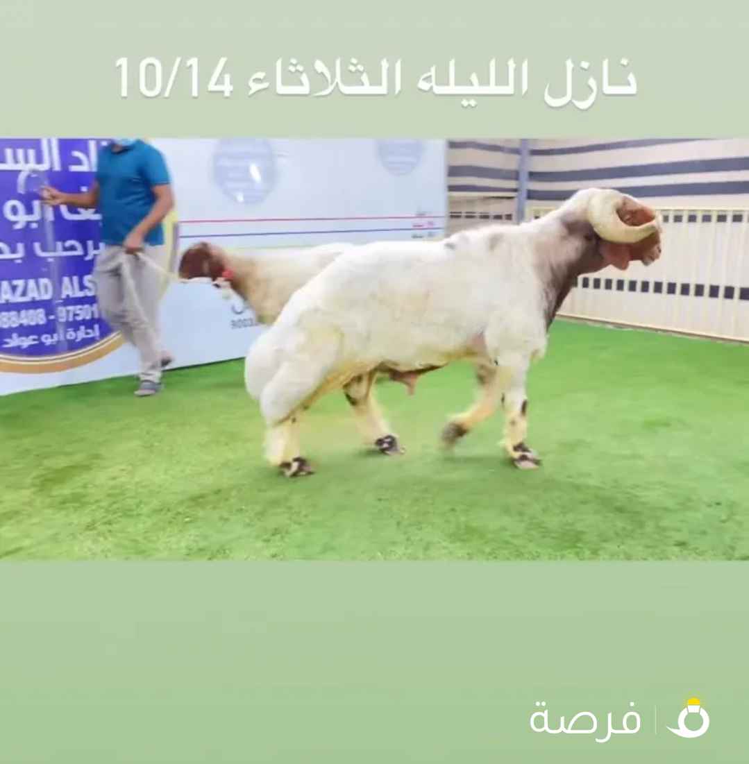 خروف نعيم فحل مرسس