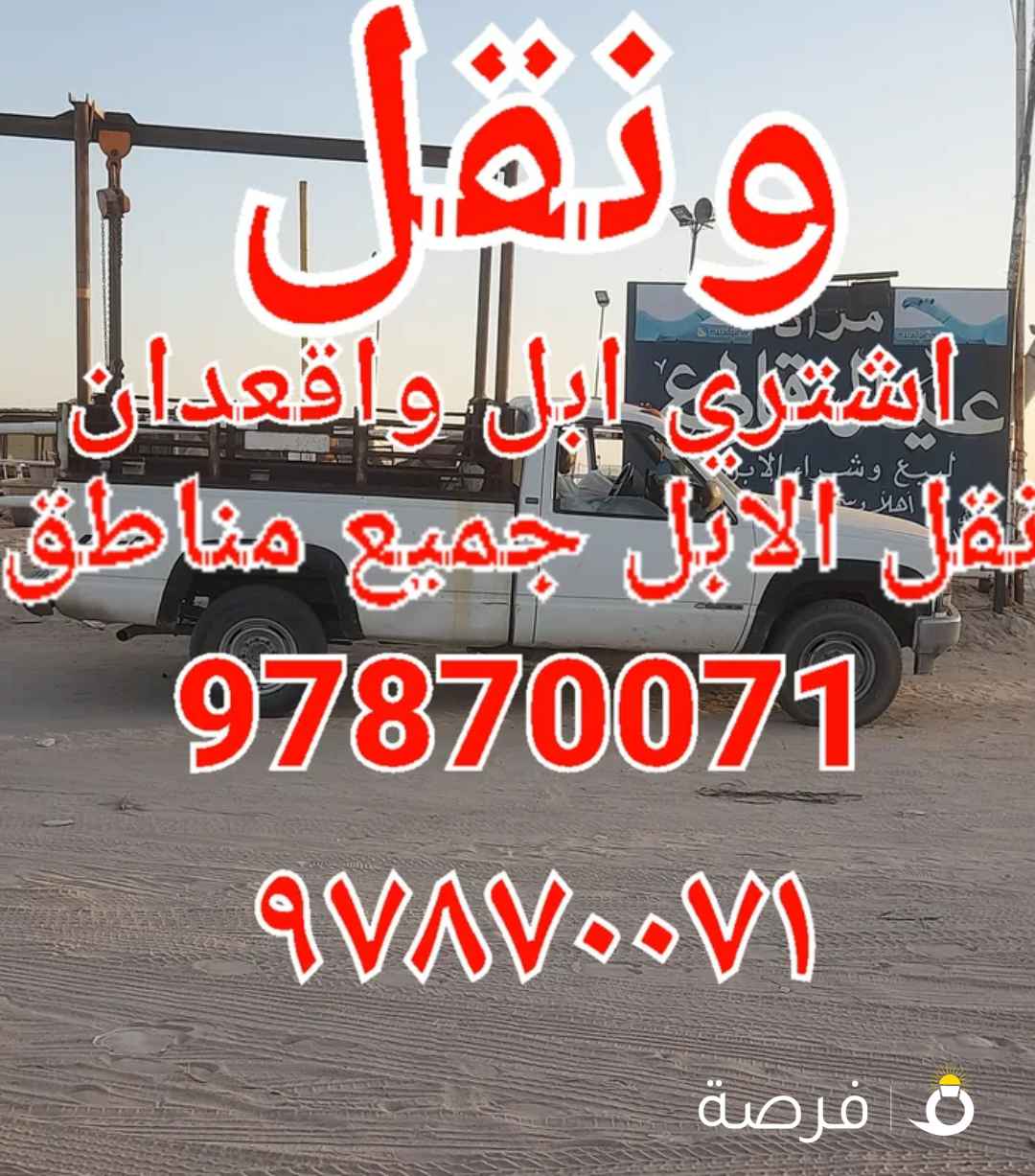 نشتري ابل ونقل للابل جميع مناطق الكويت