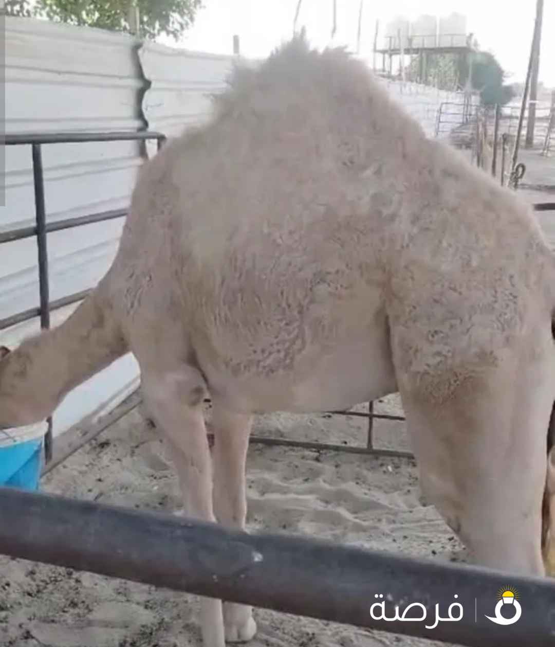 للبيع قعود شرط السمنه على السوم