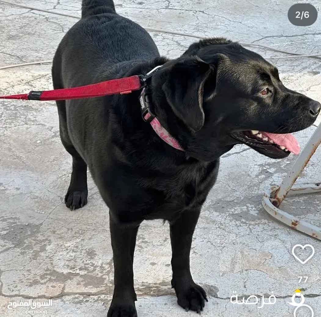 انثى لبرادور اصلي للبيع العمر عامان ونصف