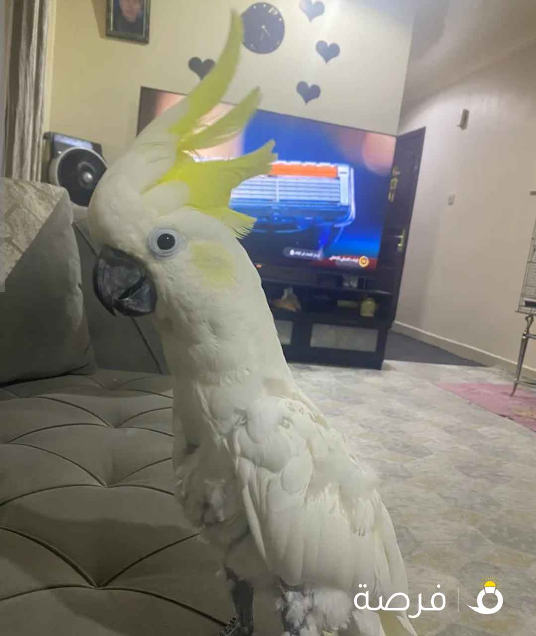 سلفر كرست توكاتو