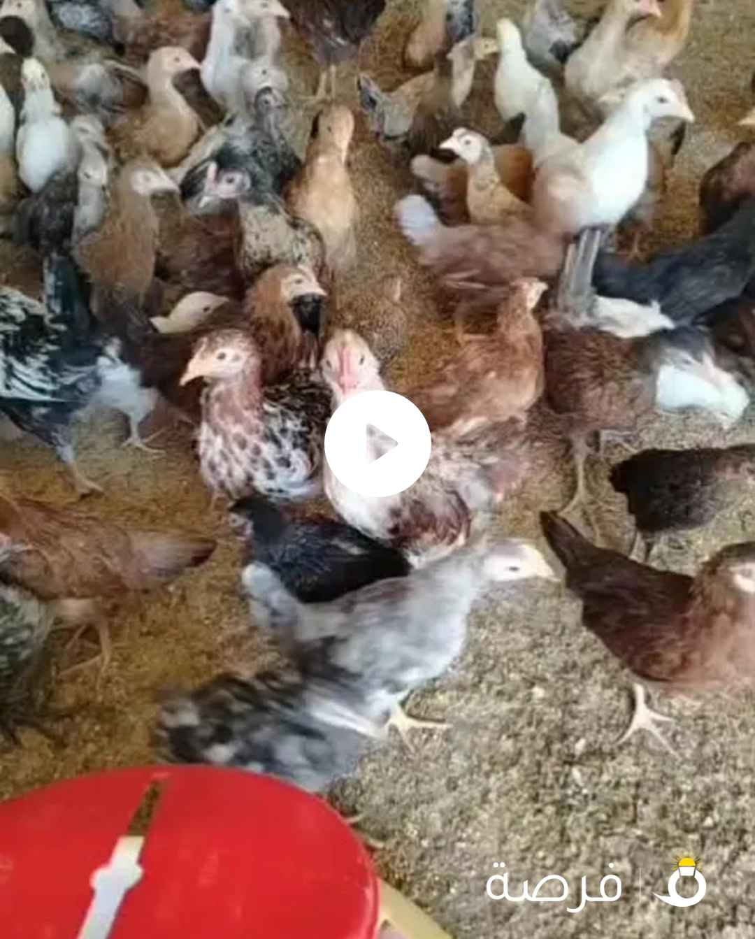 دجاج بياض عربي وفيومي احمر. بيض. صوص اعمار مختلفه