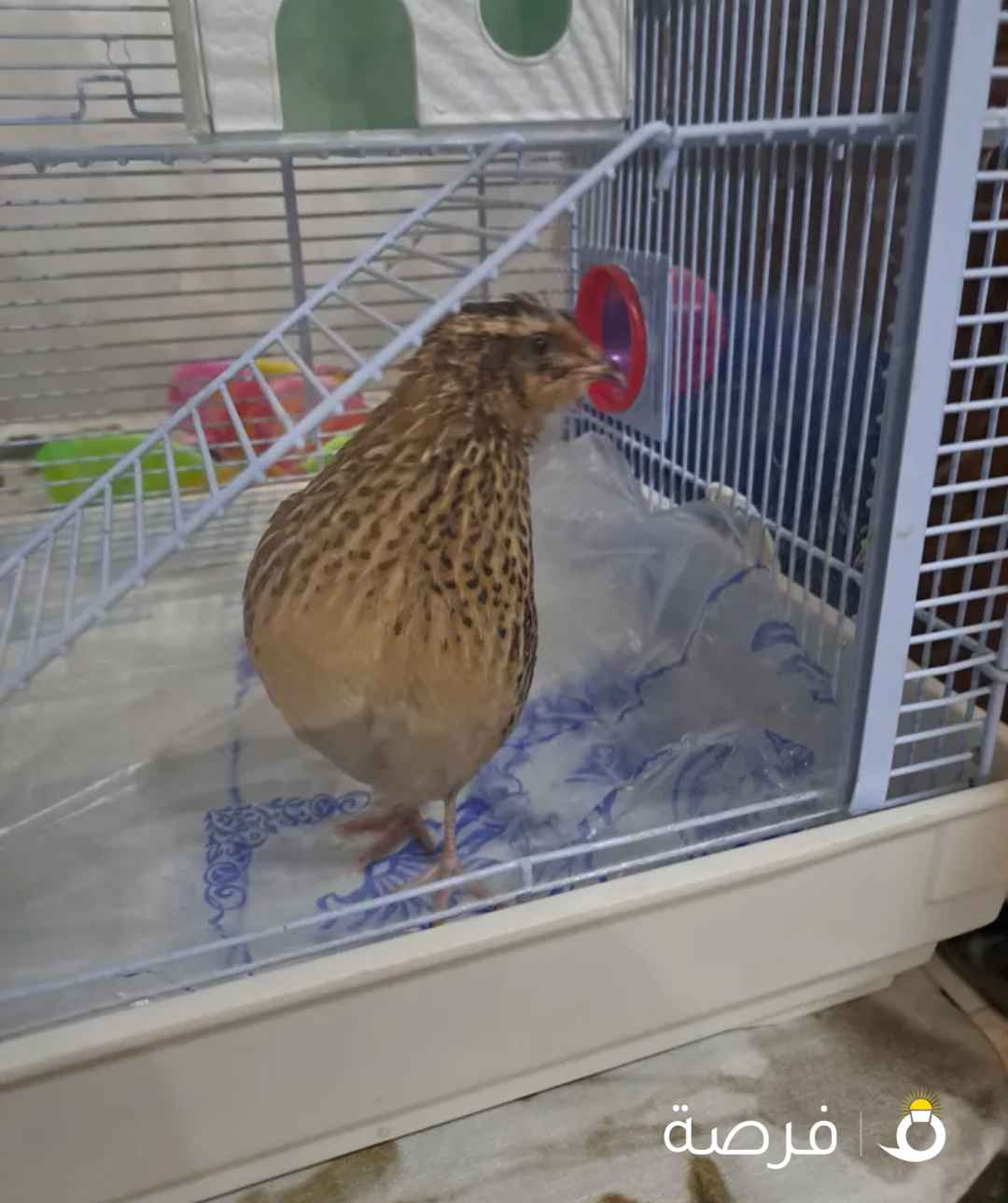للبيع فري مع القفص