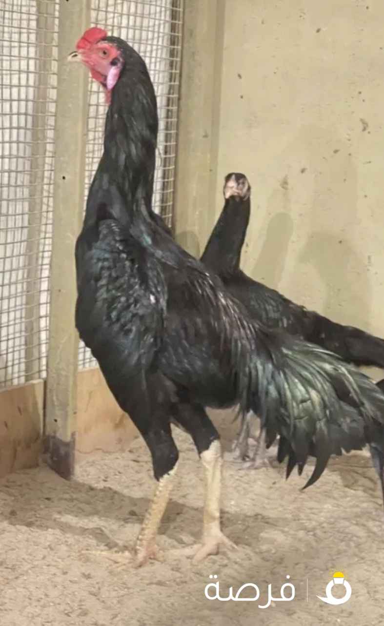 دجاج تايلندي اصلي