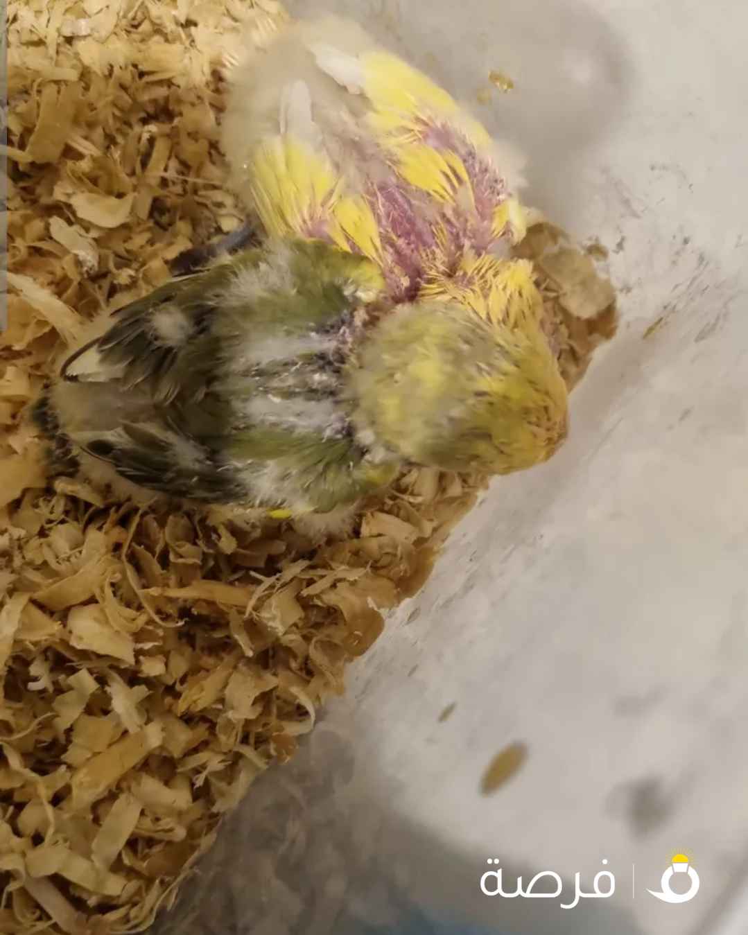 دجاج تايلندي اصلي