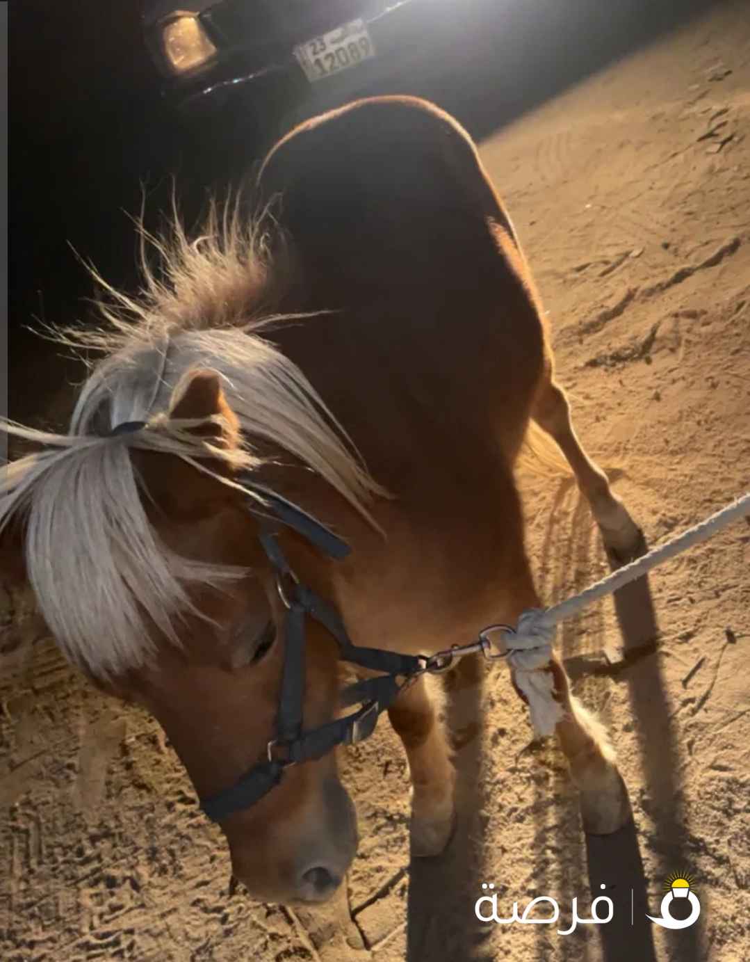 للبيع بوني شرط الشرط