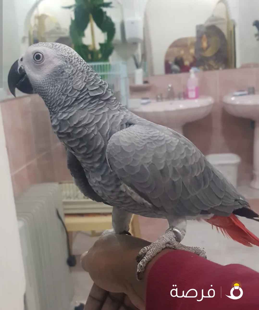 كاسكو فرح ياكل بروحه أليف حيل